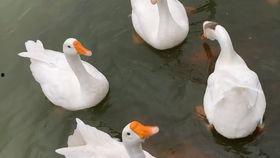 啥鹅是国产鹅呢视频,啥鹅视频带你领略本土鹅种风采