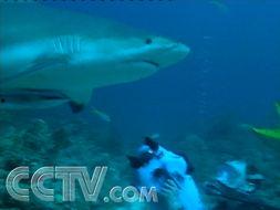 国产鲨鱼的视频